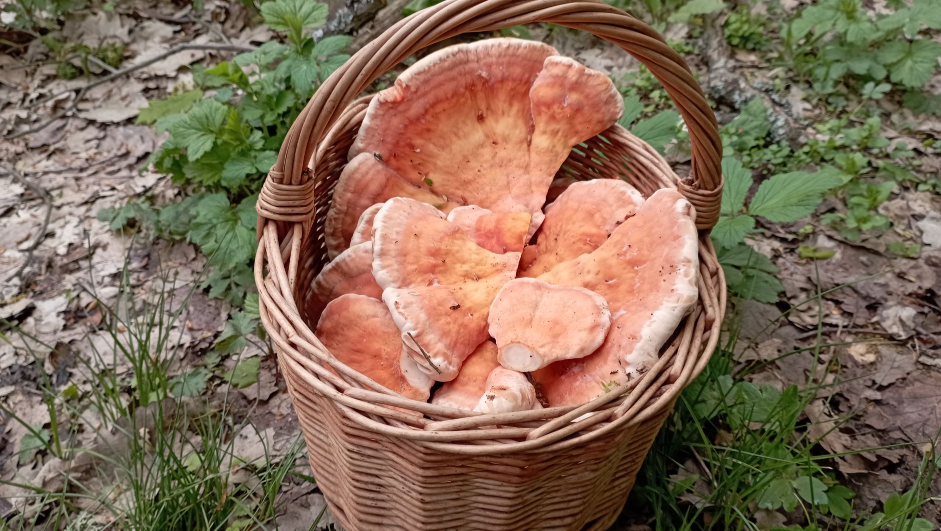 ГРИБ-КУРИЦА ПРОСНУЛСЯ! УРРААА!!! По грибы 16 апреля 2023 года. смотреть онлайн