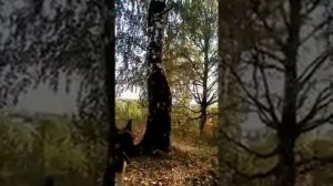 Дрессировка собак / Американский стаффордширский терьер