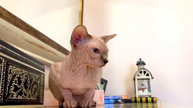 Butterflies BLUE -WINTER Sphynx cat www.sphynx.tv смотреть онлайн