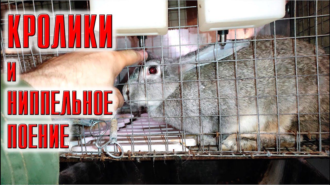 Как приучить кролика пить из ниппеля? смотреть онлайн