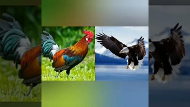 Орел и петух. Тибетская сказка смотреть онлайн