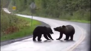 Бой медведей подборка