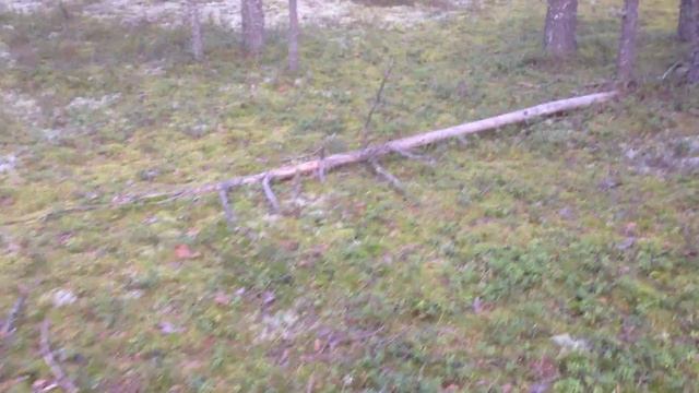 Срезы и гриб смотреть онлайн