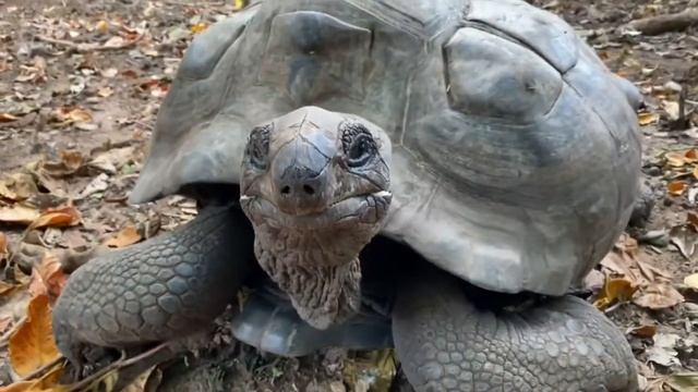 Наблюдая за гигантской черепахой Aldabra Giant на Сейшельских островах. смотреть онлайн