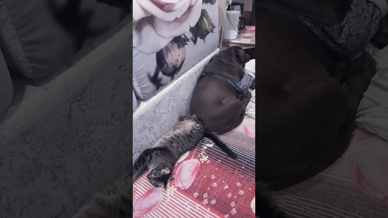 крепкий сон друзей) смотреть онлайн