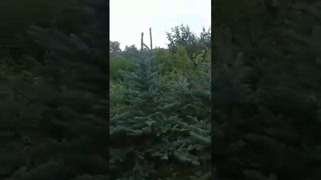 Голубые ели 1- 1,5 метра Садим всё лето. смотреть онлайн
