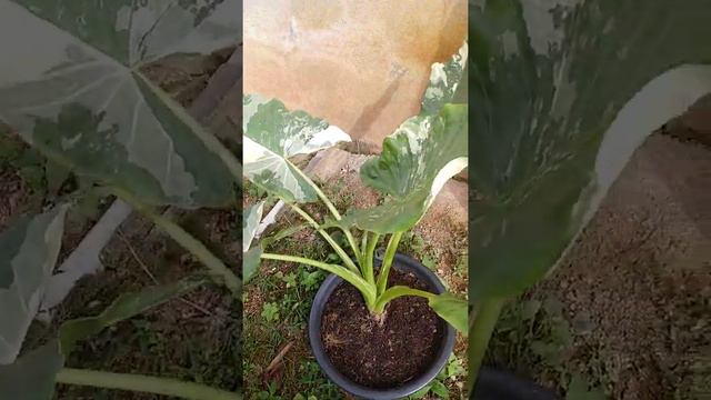 keladi albino смотреть онлайн