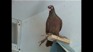 УЗБЕКСКИЕ   ГОЛУБИ