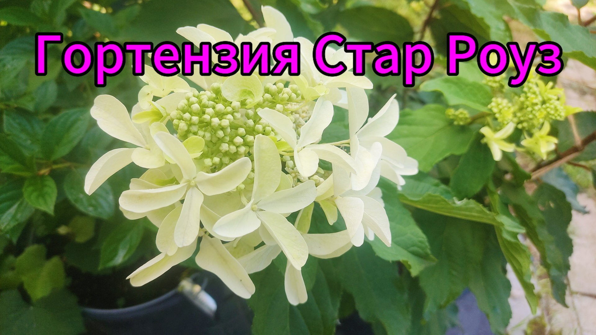 Эта гортензия затмит ВСЕХ! ✨ Стар Роуз - восторг гарантирован! Аналогов НЕ СУЩЕСТВУЕТ! 🥇 смотреть онлайн