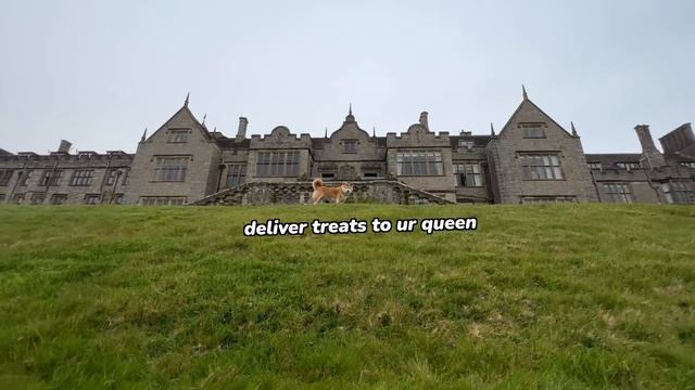 How our Shiba became QUEEN of an English castle ? смотреть онлайн