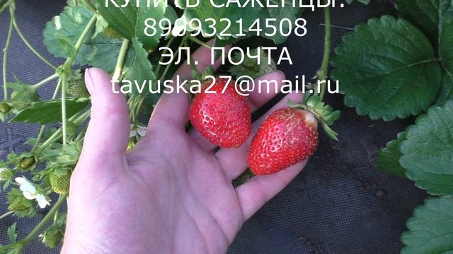 КАПРИ ремонтантный сорт клубники смотреть онлайн