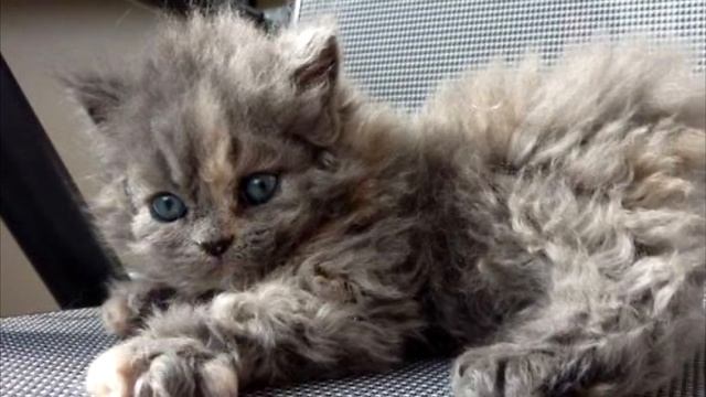 Удивительное появление кучерявого котёнка, удивило весь мир смотреть онлайн