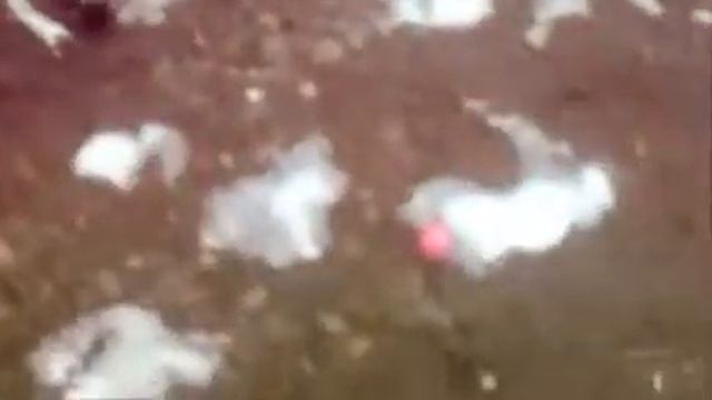 Габриэль Далматин  (Created With @Magisto)