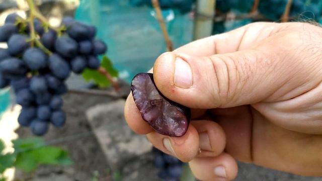 Фурор- очень богатый вкус, один из любимцев смотреть онлайн