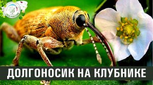 Долгоносик на клубнике. Ответы на вопросы по выращиванию клубники.