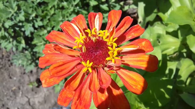 Что сейчас цветёт из цветов🌺🌼🌸🌻🍀,обрезала лук,испекла пряники ☺ смотреть онлайн