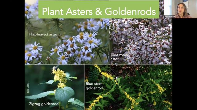 Lunch & Learn: Planting for Pollinators with the Wild Seed Project смотреть онлайн