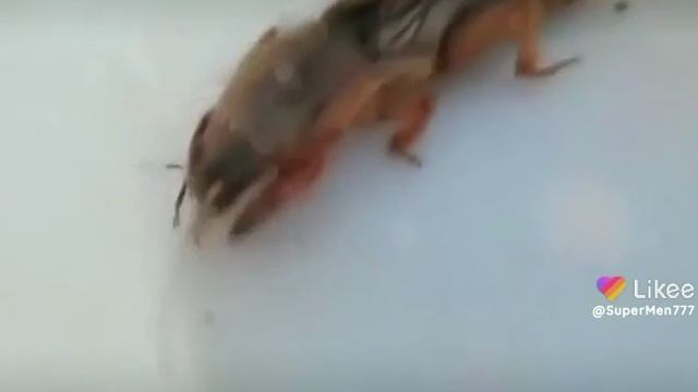 Без названия