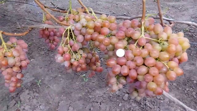 ВИНОГРАД РУБИНОВЫЙ ЮБИЛЕЙ. смотреть онлайн