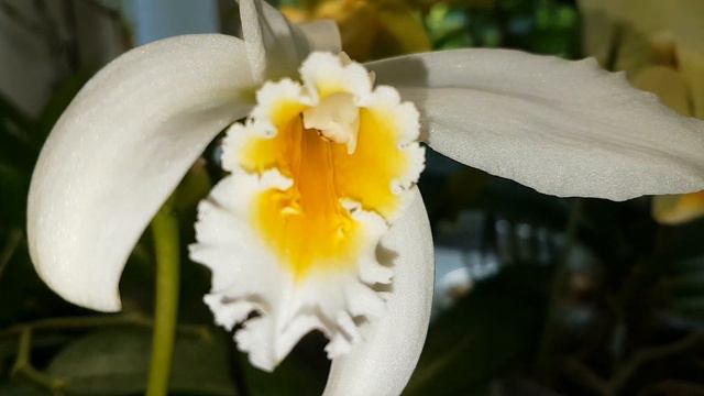 Орхидеи июль 23г Den.Enobi Purple'Splash', Laelia jongheana alba, Trichopilia tortilis x marginat смотреть онлайн