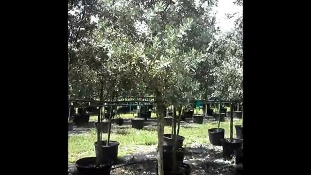 Silver Buttonwood - (786).255.2832 - We Deliver смотреть онлайн