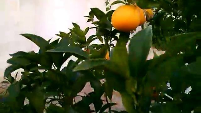 Португалия. Апельсиновое дерево.(ЮМОР) смотреть онлайн