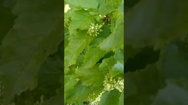 Черноклён смотреть онлайн