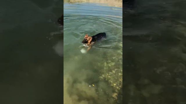 Первый раз плаваем ,Немецкая Овчарка