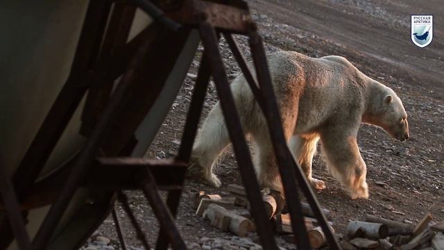 Я - белый медведь (2021) смотреть онлайн
