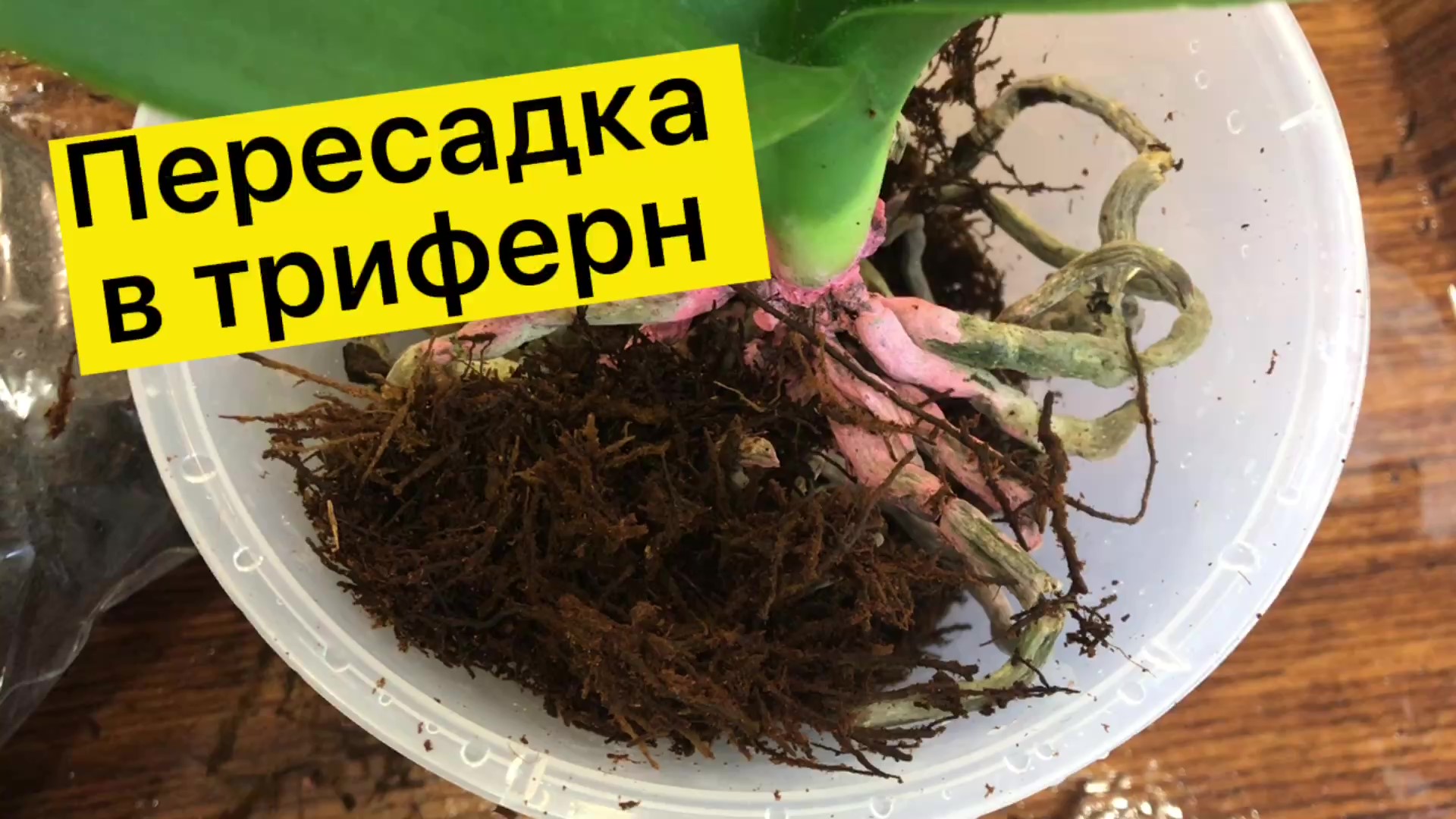 Пересадка в триферн