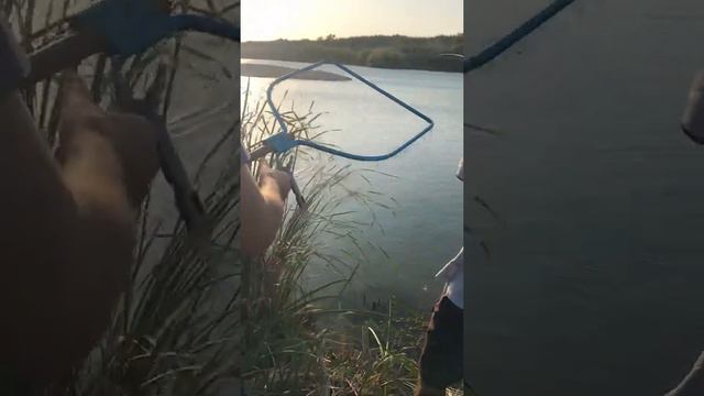 Красивый Сазан на 1.5 кг река Талас смотреть онлайн