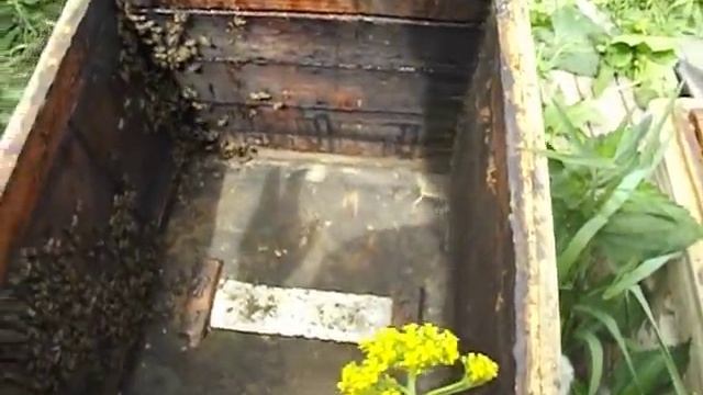 Ошибки пчеловода ! Потеря матки при осмотре пчелиной семьи смотреть онлайн