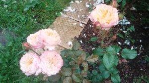 Розы Д.Остина в саду 2020. Первогодка Edith Эдит селекции  2013