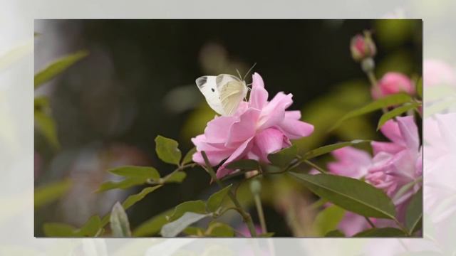 В ЖИЗНИ пригодятся Умные фразы смотреть онлайн