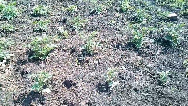 Картошка из интернет магазина.Как растёт. смотреть онлайн