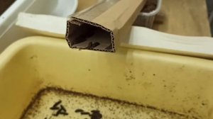 Отделение предкуколки чёрной львинки.