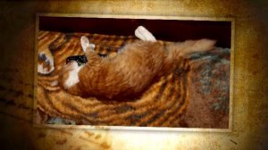 Кот Хотэй КИС КИС МЯУ Вот и вся музыка