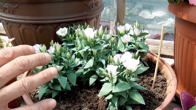 СДЕЛАЙТЕ ТАК И ЦВЕТЫ БУДУТ САМЫЕ КРАСИВЫЕ?ЧЕМ ЛУЧШЕ ПОДКОРМИТЬ ПЕТУНИЮ И ЭУСТОМУ смотреть онлайн