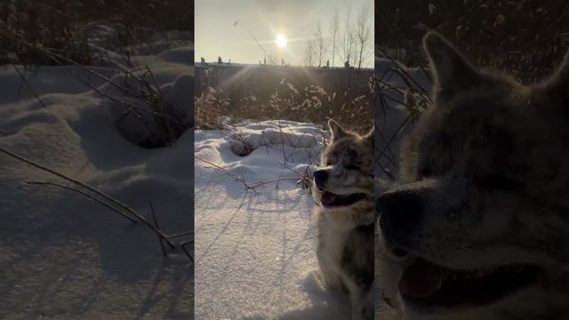 Морозное утро) смотреть онлайн
