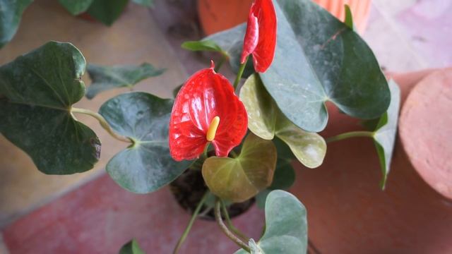 Anthurium Plant | Laceleaf | Anthurium Andraeanum | Tailflower | flamingo flower | Araceae смотреть онлайн