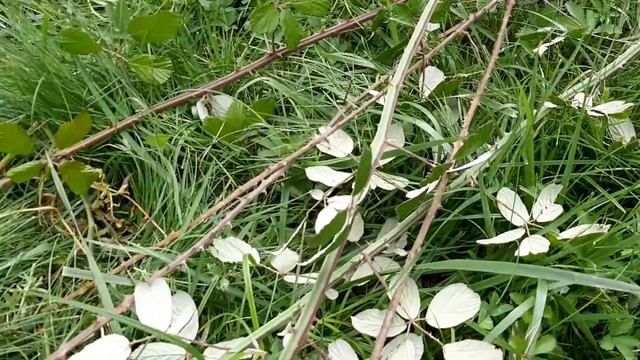 Un broyeur de végétaux, mon nouvel ami au jardin смотреть онлайн