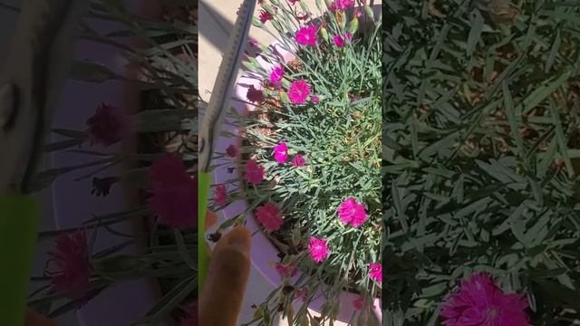 How to deadhead cheddar pinks dianthus смотреть онлайн