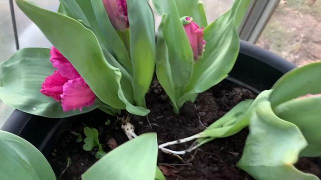 Букет из Тюльпанов смотреть онлайн