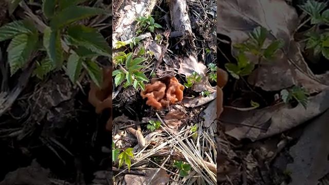 Строчок гигантский смотреть онлайн