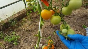 Помидоры сорта "Яблонька России"