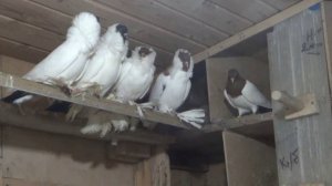 КОЛЛЕКЦИЯ ДЕКОРАТИВНЫХ ГОЛУБЕЙ ВУСАЛА ГУСЕЙНОВА г. Уфа.