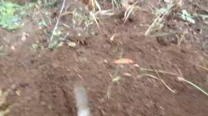 как собрать семена цинии