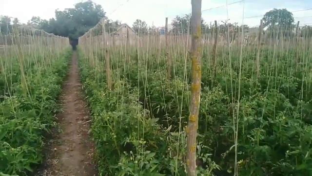 Первый раз вырастил столько томатов в открытом грунте ? и под агроволокном. Бизнес без вложений смотреть онлайн