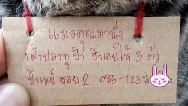 Домашний кот пропал, но вернулся через 3 дня с запиской о денежном долге смотреть онлайн