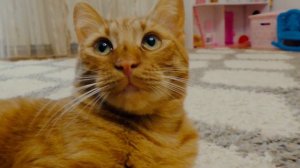 СИМБА и СИРЕНОГОЛОВЫЙ в реальной жизни Яна и Симба ищут сиреноголового 1 ЧАСТЬ